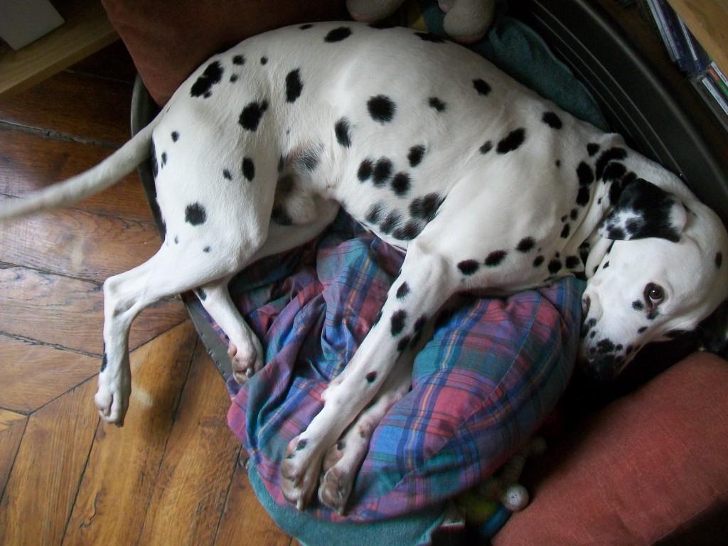 Monsieur Chien, panier de la dernière pluie.