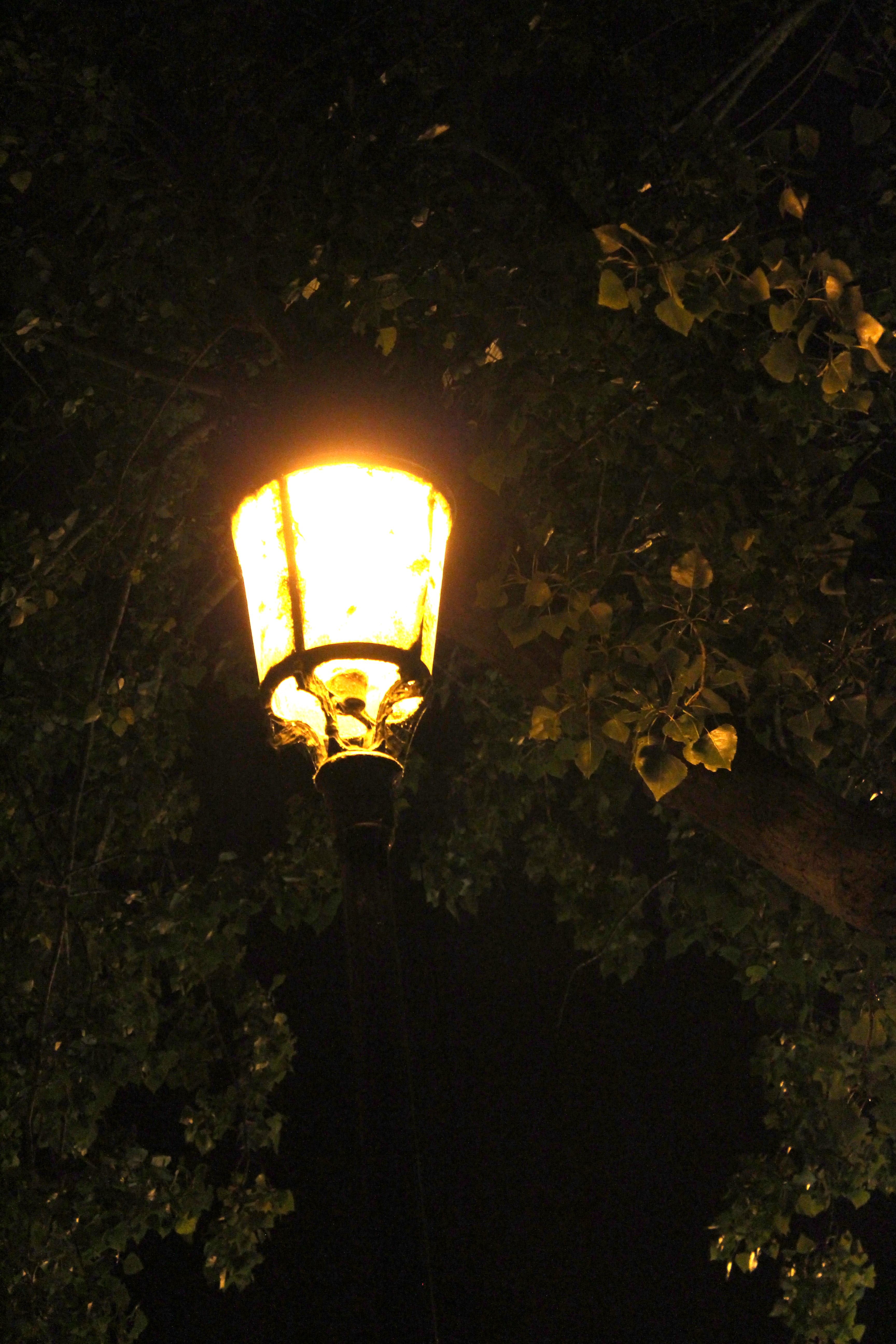 Bords de Seine, 5 septembre 2015. (Photo : Josée Novicz)