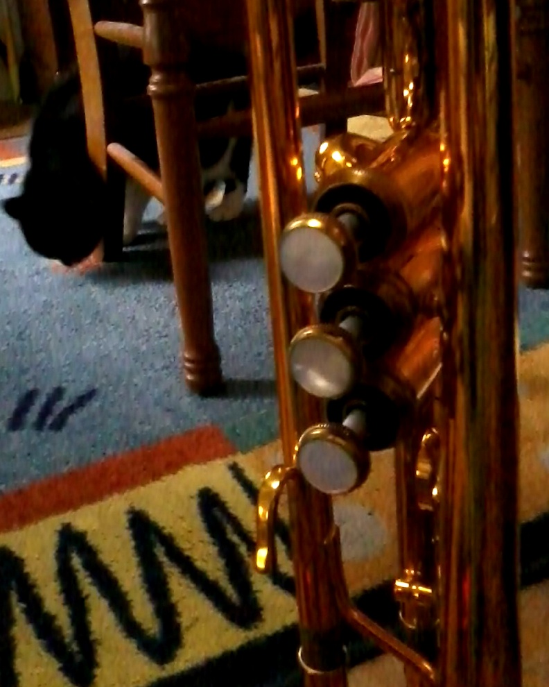 Chat à la trompette
