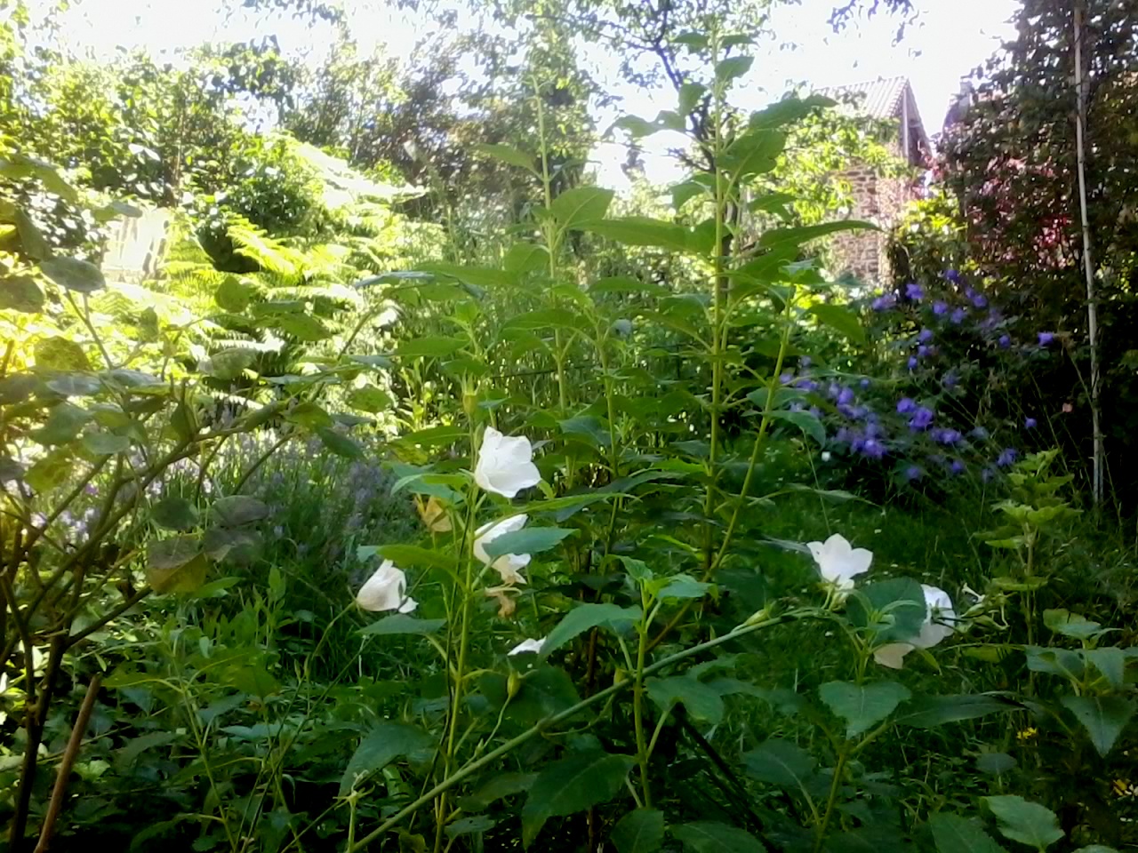 Jardin d'Aulnay-sous-Bois