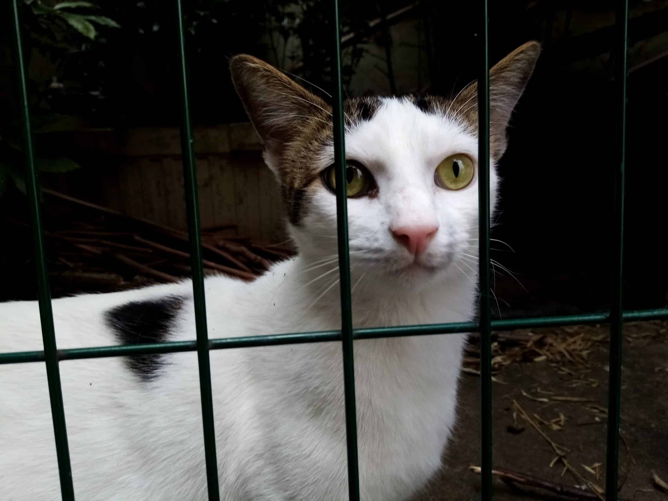 Je Hais D Amour Les Chats De Hasard Bertrand Ferrier